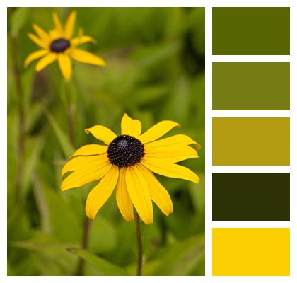 Black Eyed Susans Yellow Flowers Flowers Image